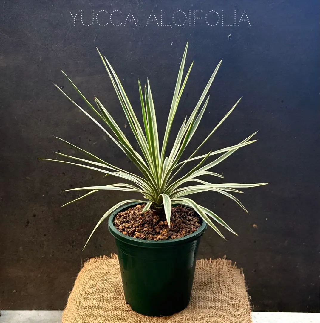 2026年最新】センジュランの人気アイテム - メルカリ