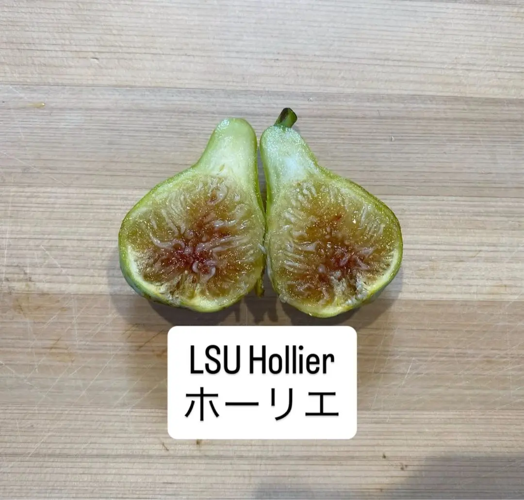 2026年最新】LSUホーリエの人気アイテム - メルカリ