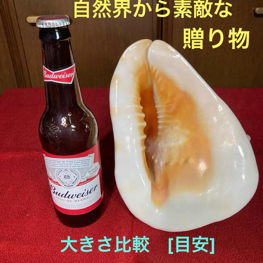 2026年最新】ピンク法螺貝の人気アイテム - メルカリ