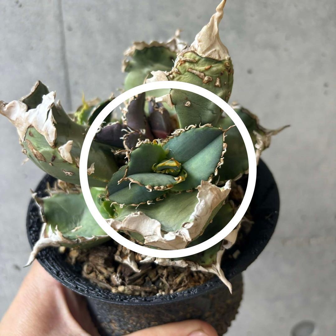 チタノタ 台湾ゴジラ - メルカリ