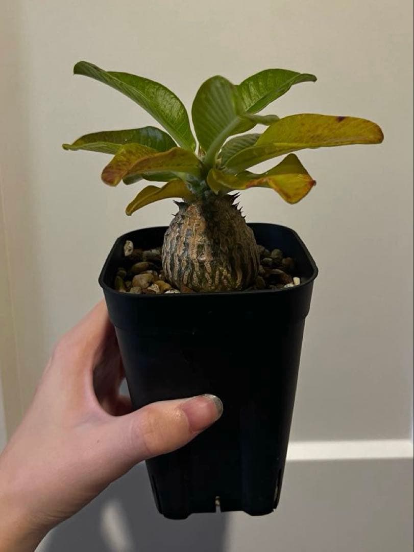 ウィンゾリー 国内実生株の通販はau PAY マーケット - 輸入雑貨の