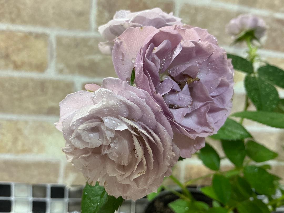 ⭐️レア品種⭐️四季咲きミニバラ カーナハニーゴールド (メルカリ便