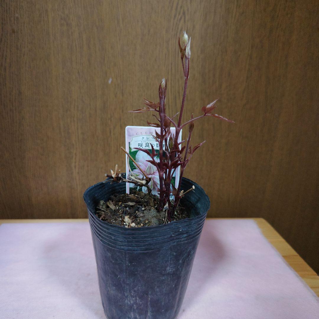 ✿新品種クレマチス 咲良の妖精✿ - メルカリ
