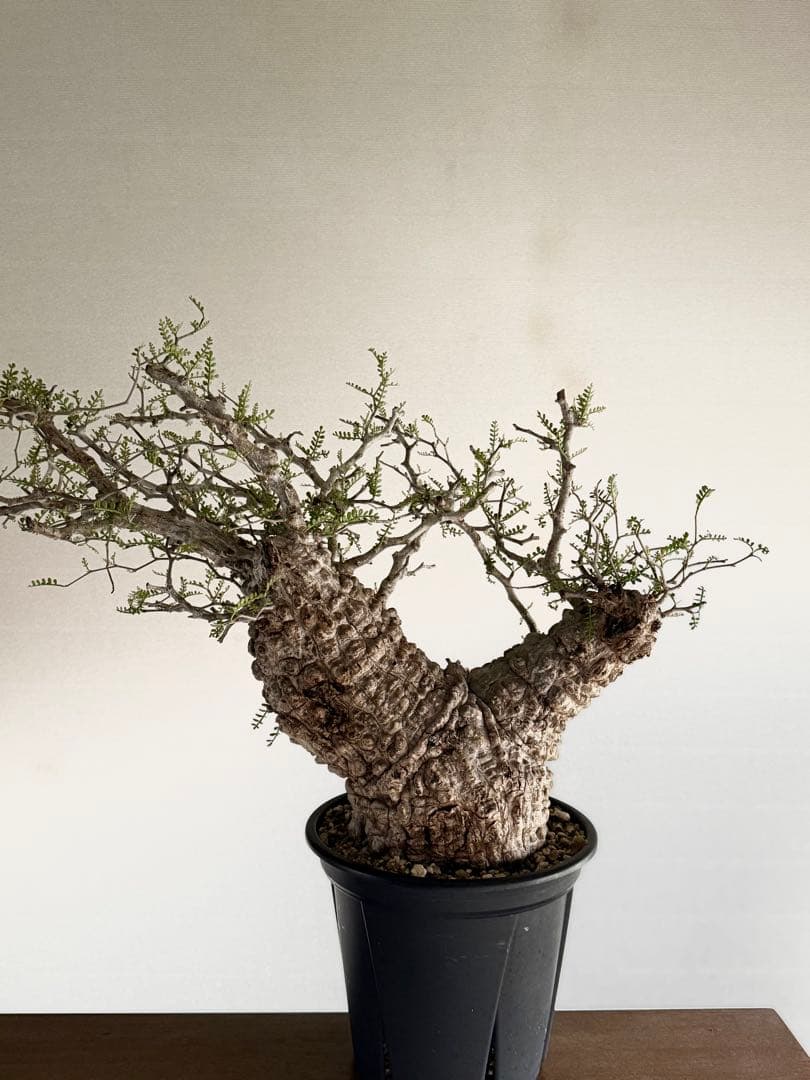 オペルクリカリア　パキプス発根済み　3年目 パキプス オペルクリカリア 塊根植物 オペルクリカリア パキプス （発根済み）RF231571 | RAFLUM / ラフラム