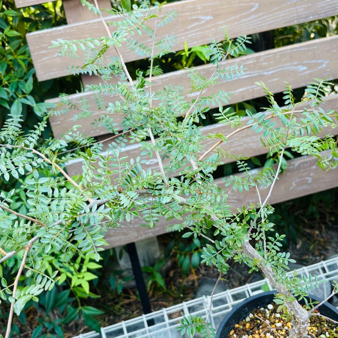 |꒳`*ᔨ﻿ぁずぃる