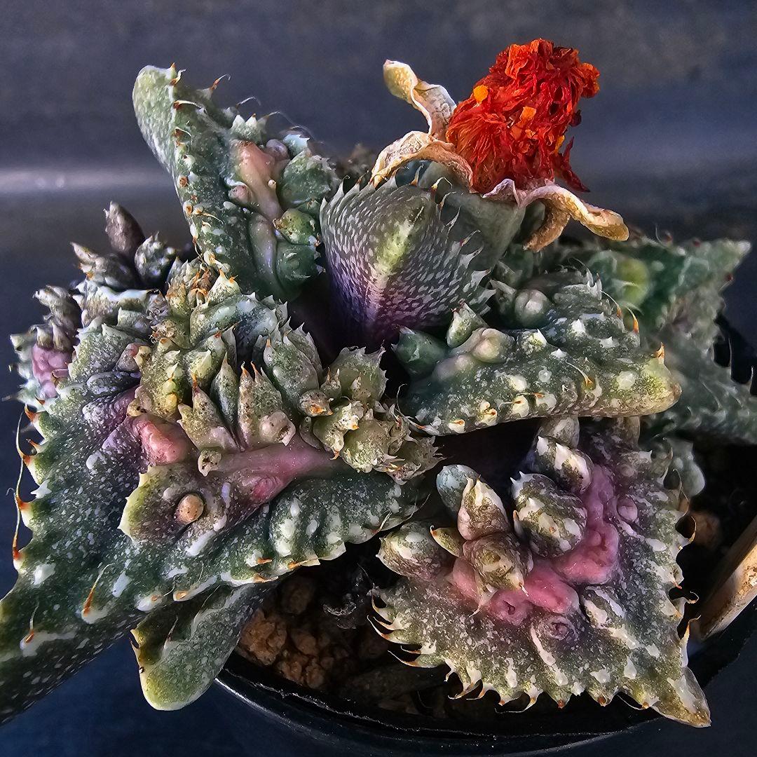 多肉植物 フォーカリア属 紅蓮地獄ハイブリッド