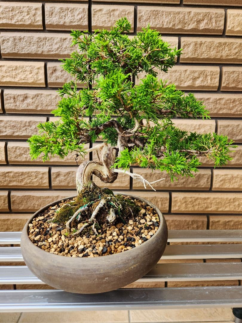盆栽 真柏 盆栽鉢 植物 - メルカリ