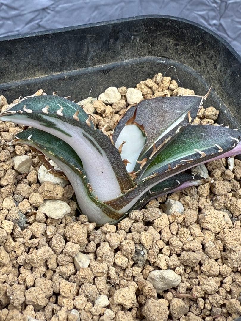 アガベ チタノタ “太陽神錦” 白中斑 極上美株 - メルカリ