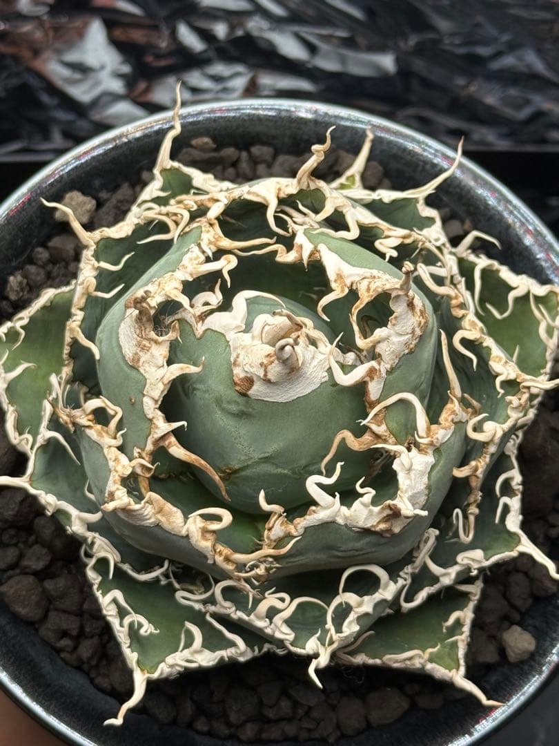 ノーネーム　実生　子株　変異