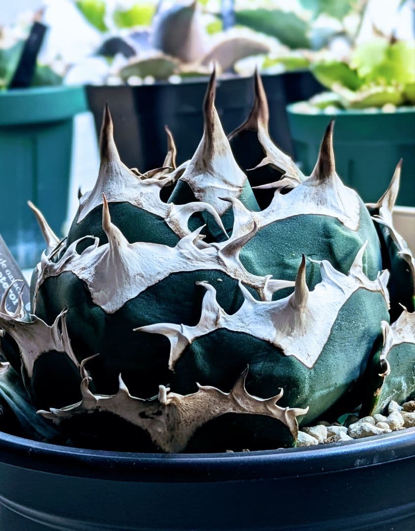 アガベ マルガリータ ハイブリッド 【限定1株 陽炎】検)パリー 姫