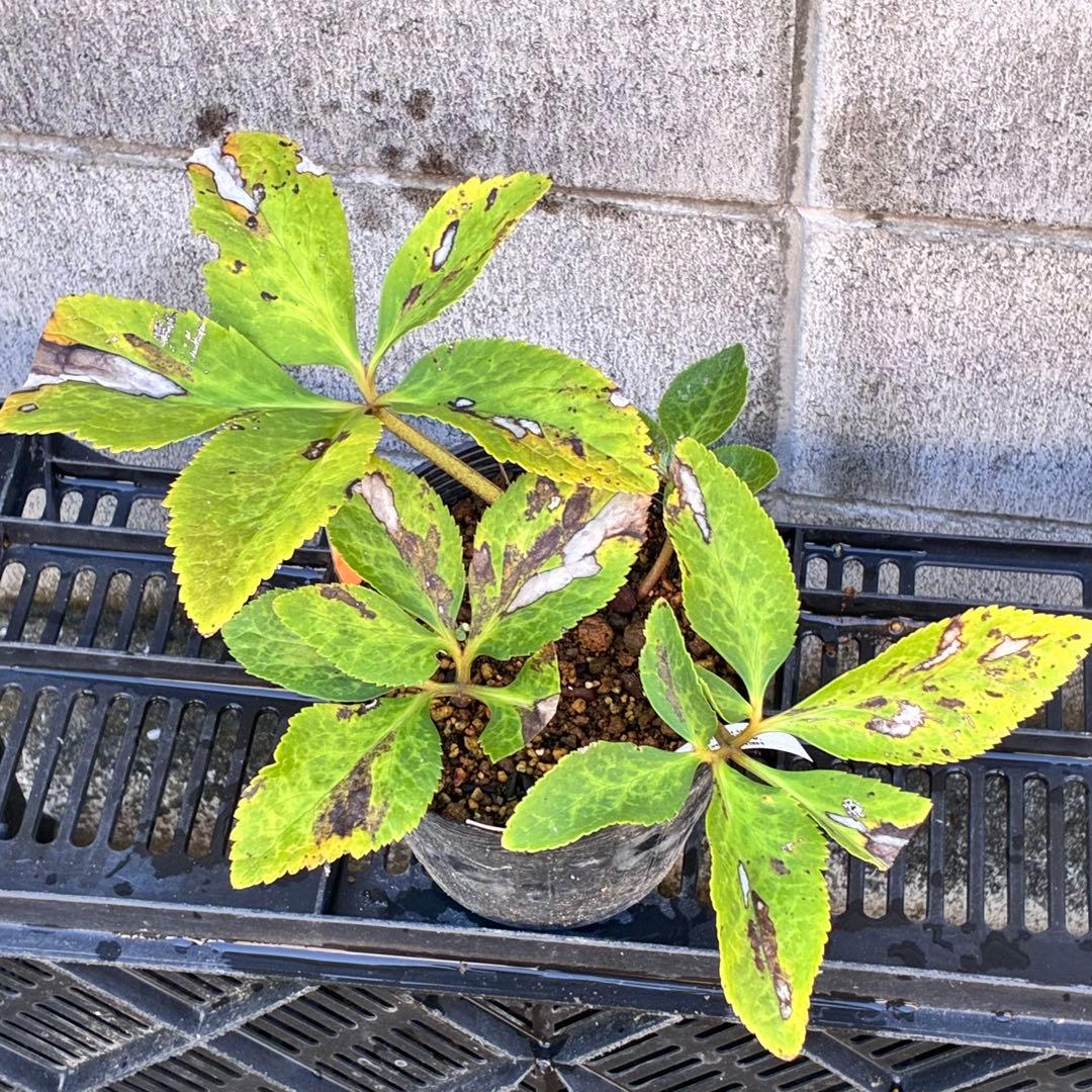 ✱*✱様 ❤️開花株❤️897Ash【ATLAS】超巨大充実❤️超大株❤️根パン