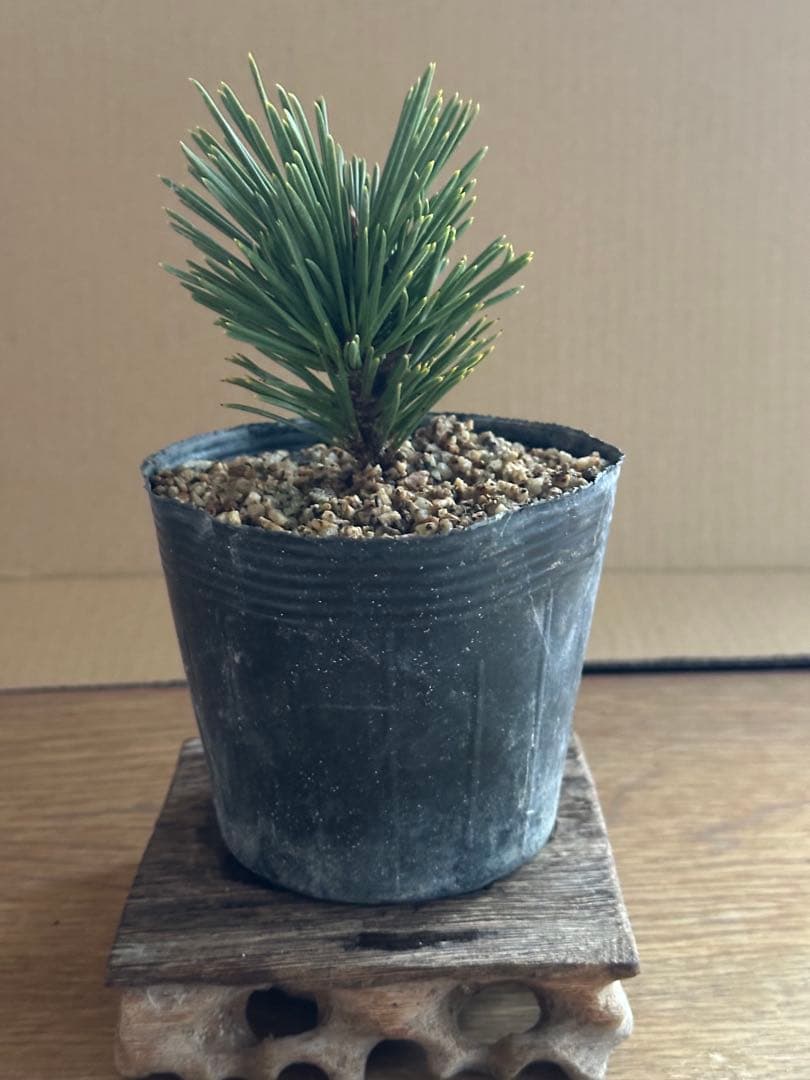 盆栽素材 黒松旭龍-3 黒松の新品種・旭龍 葉は太く幹の育ち早い | 盆栽 | 四国新聞社