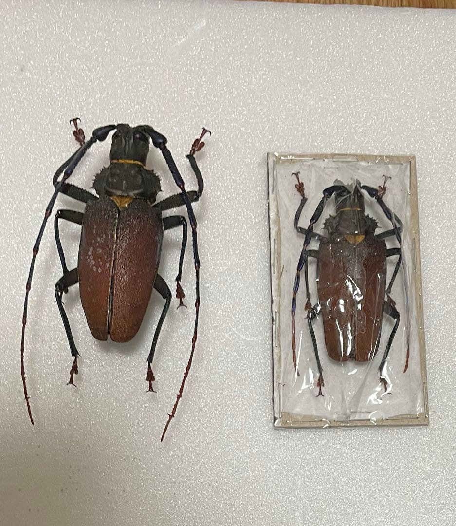 特大　南米　ウスバカミキリ　標本 150mmup】オオキバウスバカミキリ標本 Macrodontia cervicornis