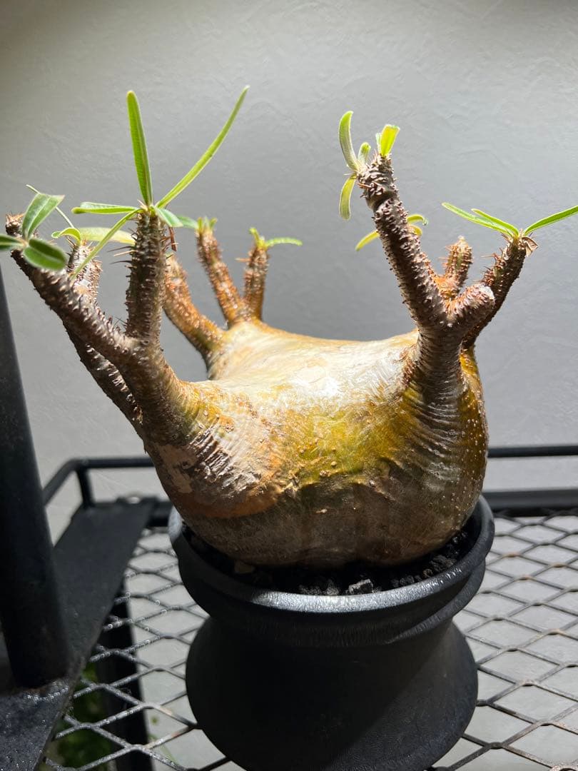 アツ　グラキリス