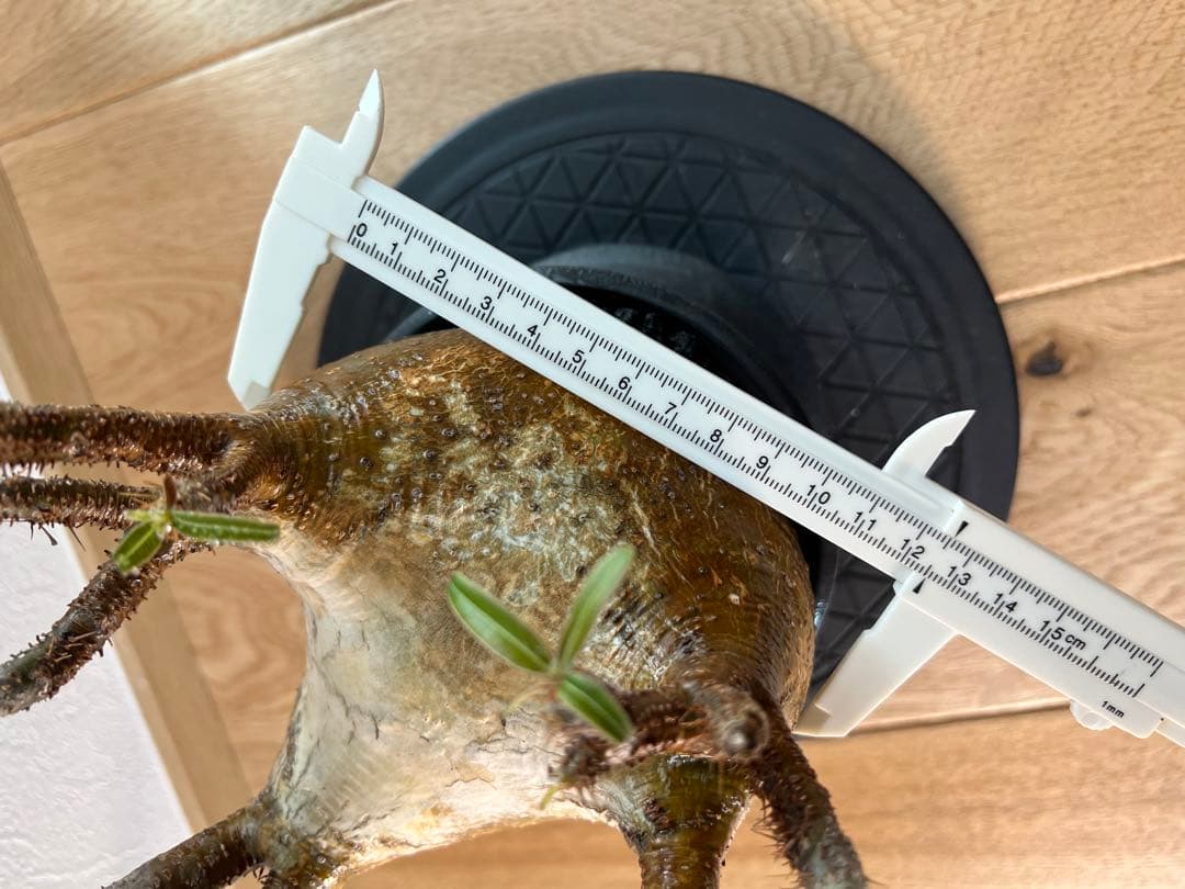 アツ　グラキリス