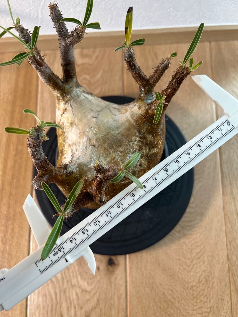 アツ　グラキリス