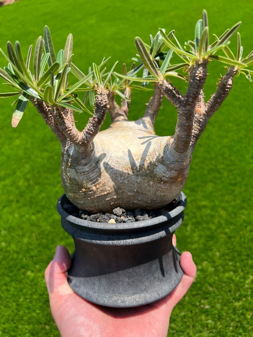 アツ　グラキリス