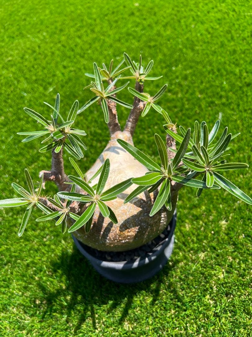 アツ　グラキリス