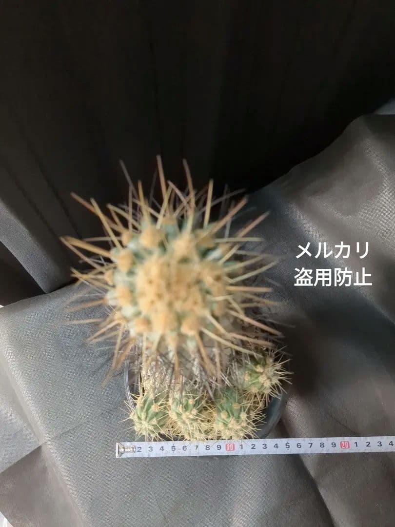 現地球 Copiapoa コピアポア 逆鱗丸 ギガンティア 自根 - メルカリ