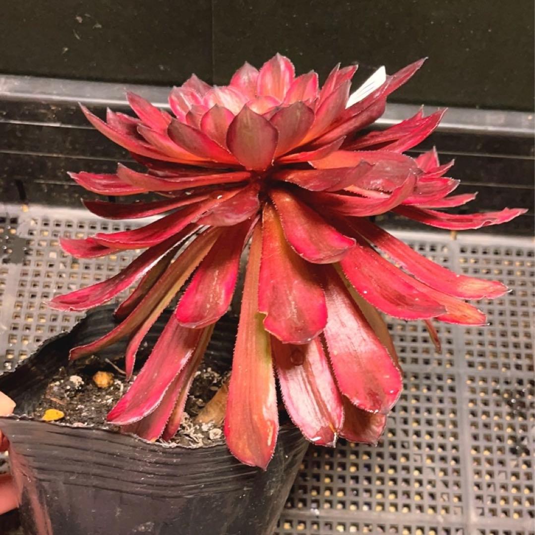 11#多肉植物アエオニウム錦❤️紫霞仙子❤️1大頭18cm拔き苗 - メルカリ