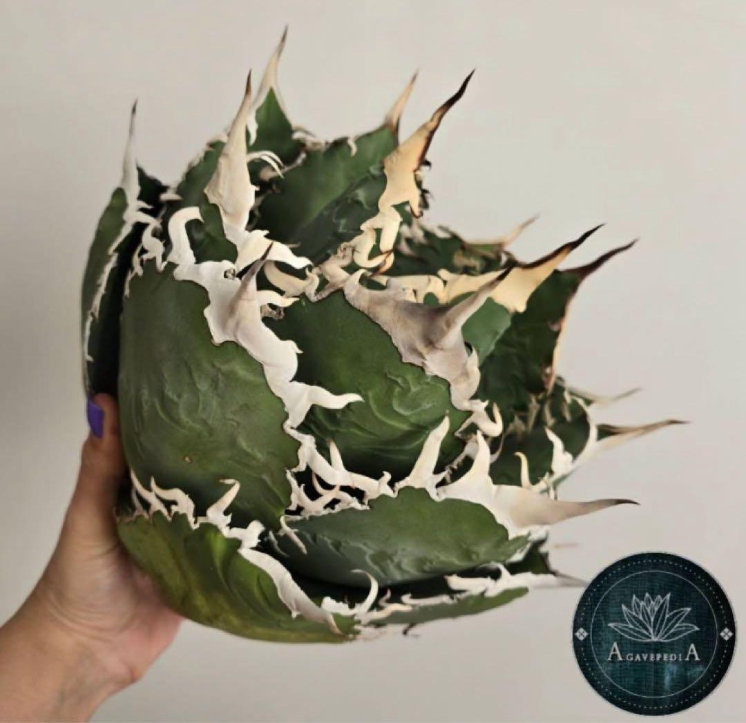 仙*渓様 週末オークション【REZA産】⑨超長棘 イラン株 アガベ