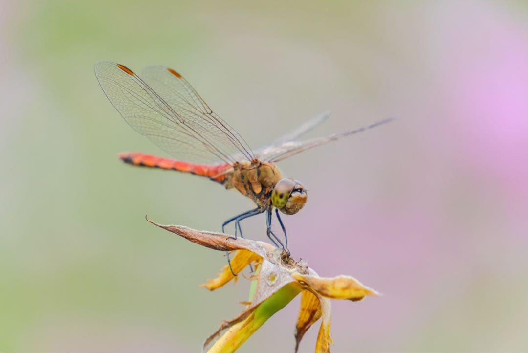 《9月購入》TAMRON18-300mm F/3.5-6.3 〈Eマウント〉