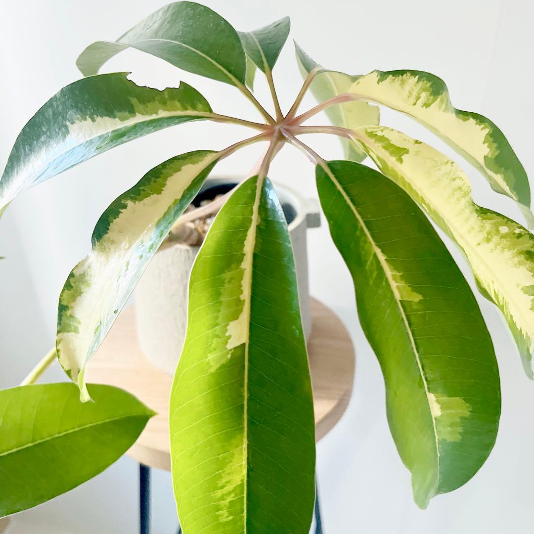 希少 斑入りツピタンサス ゴールデンキング 観葉植物 calm cafe - メルカリ