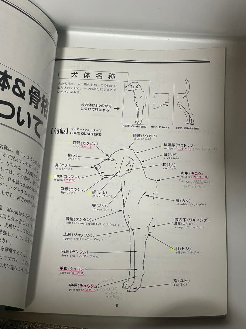 新絵でみる犬の構成と歩様 希少 レア - メルカリ