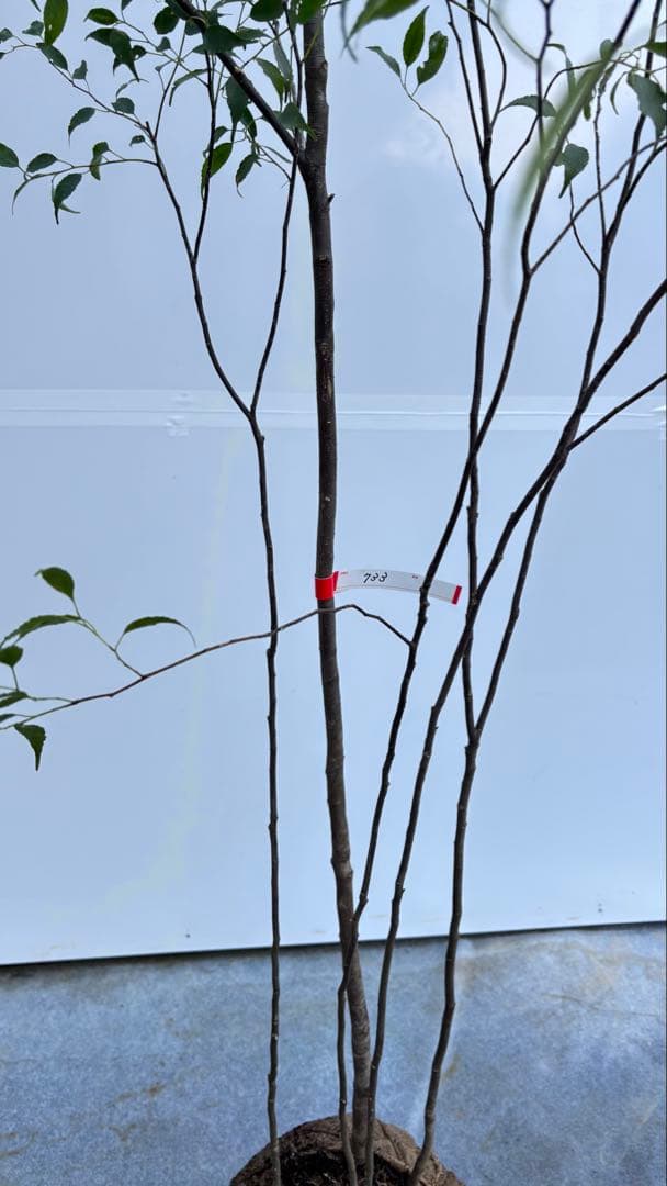 美しい樹形が魅力的 山採り ハイノキ 株立 733 樹高2.0m位 高級樹