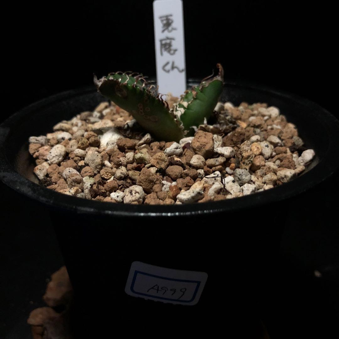 年末セールアガベチタノタ悪魔くん‼️10890-2890 - メルカリ