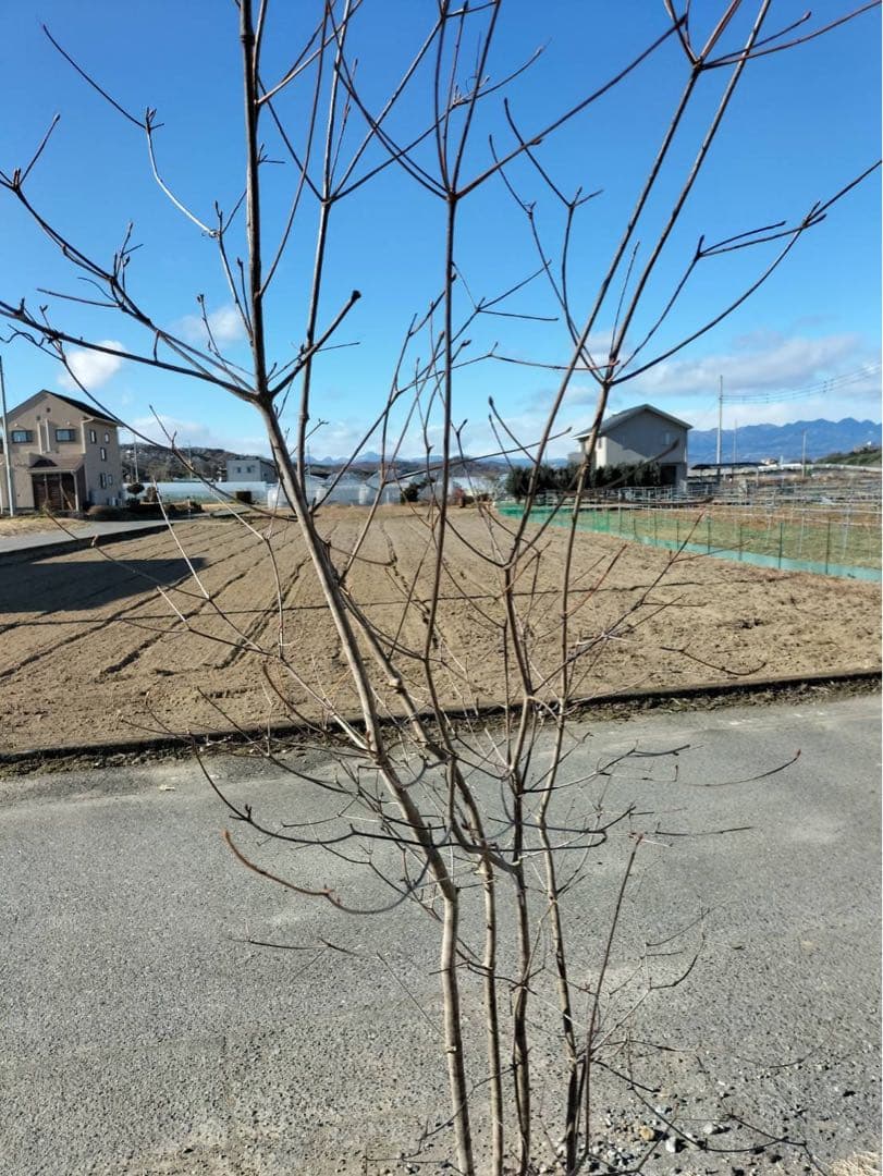 山採り サラサドウダンツツジ 自然樹形