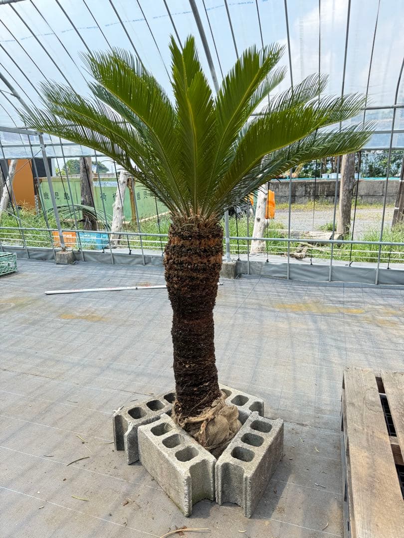 極太株】ソテツ（蘇鉄）幹高◎ 迫力抜群‼️葉先170cm幹高110cm