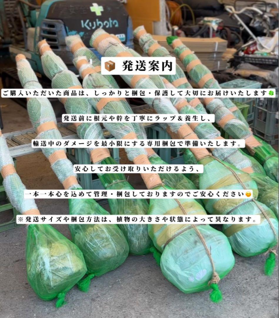 極太株】ソテツ（蘇鉄）幹高◎ 迫力抜群‼️葉先170cm幹高110cm