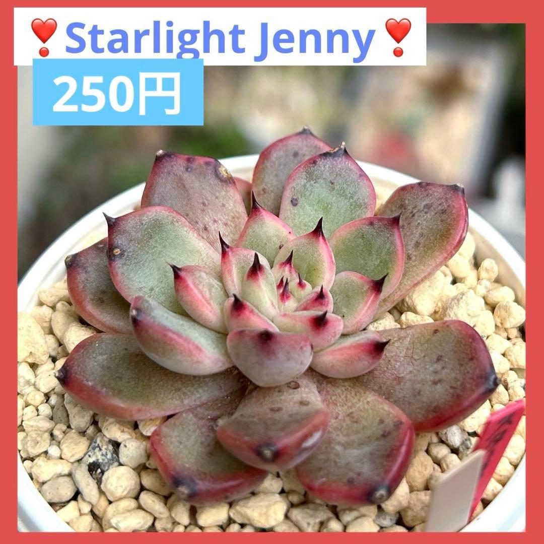 ❣️スターライトジェニー❣️現品 エケベリア 寄せ植え 多肉弁当 多肉