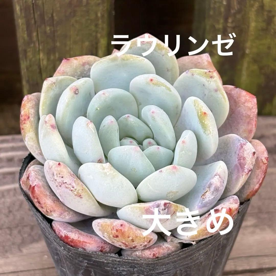 多肉植物 抜き苗 エケベリア ラウリンゼ - メルカリ