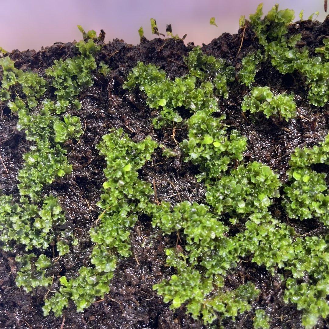 P willinckii wild 龍巻 前葉体 タッパーごと