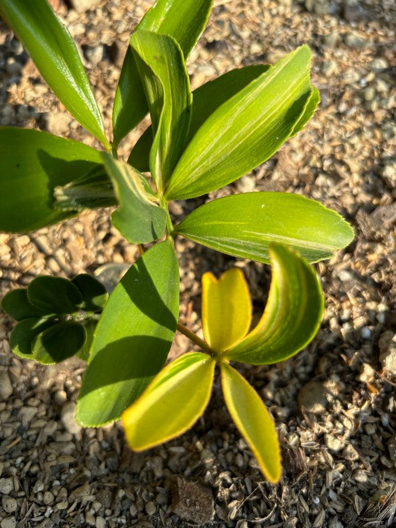 斑入りソテツ　ザミア　メキシコザミア　斑入りザミア ザミア プミラ(メキシコソテツ)蘇轍 観葉植物 Z80510 | PLARE