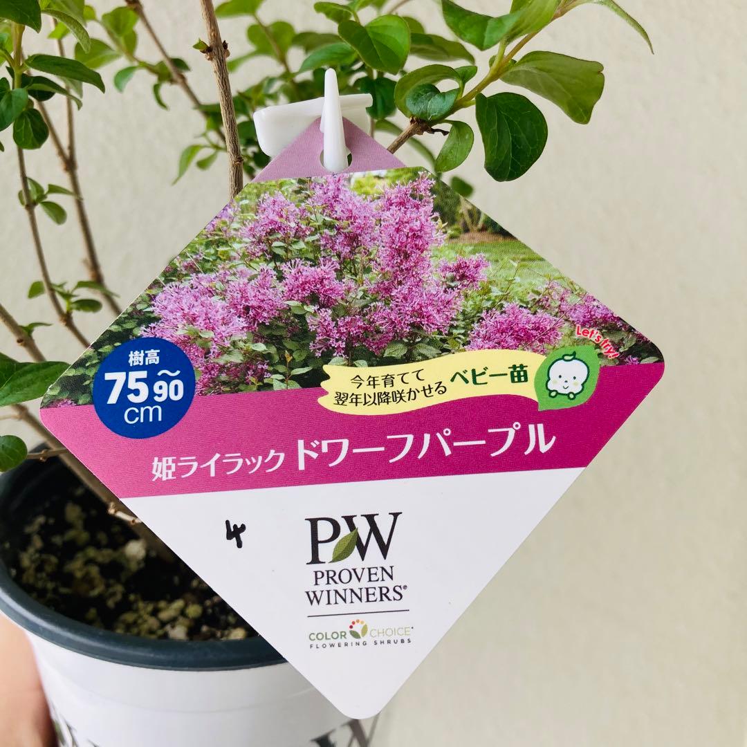 ④姫ライラック ドワーフパープル 3.5寸ポット 芳香 薄いピンク色 矮性