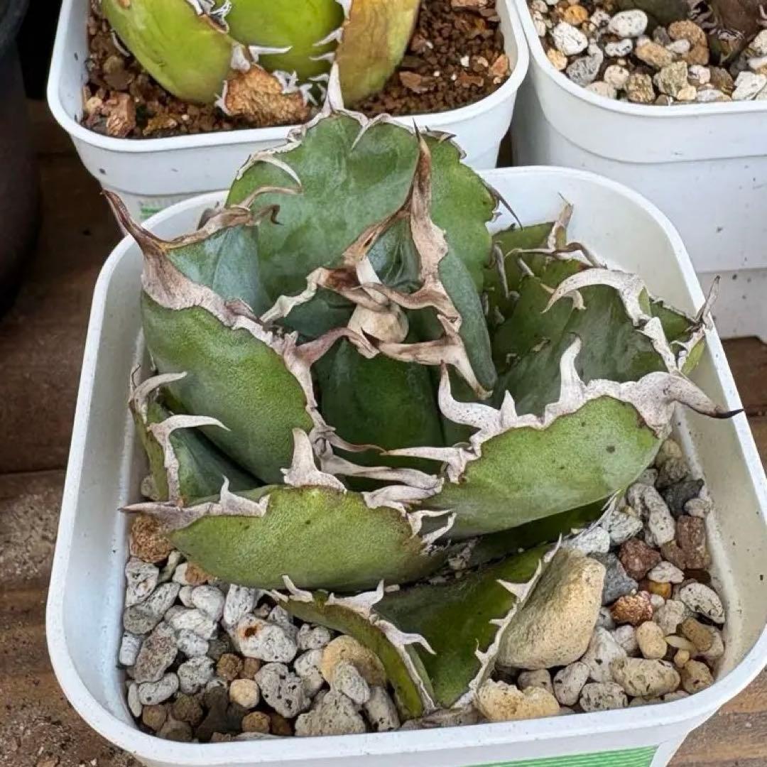 タイ産☆特選良質☆アガベチタノタボール白鯨子株☆送料込み☆検索陽炎