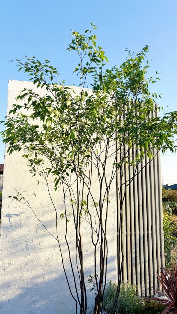 超絶品。山採りハイノキ大株立ち2.7M(鉢底から) F102992866 - 常緑樹
