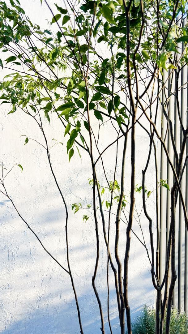 超絶品。山採りハイノキ大株立ち2.7M(鉢底から) F102992866 - 常緑樹