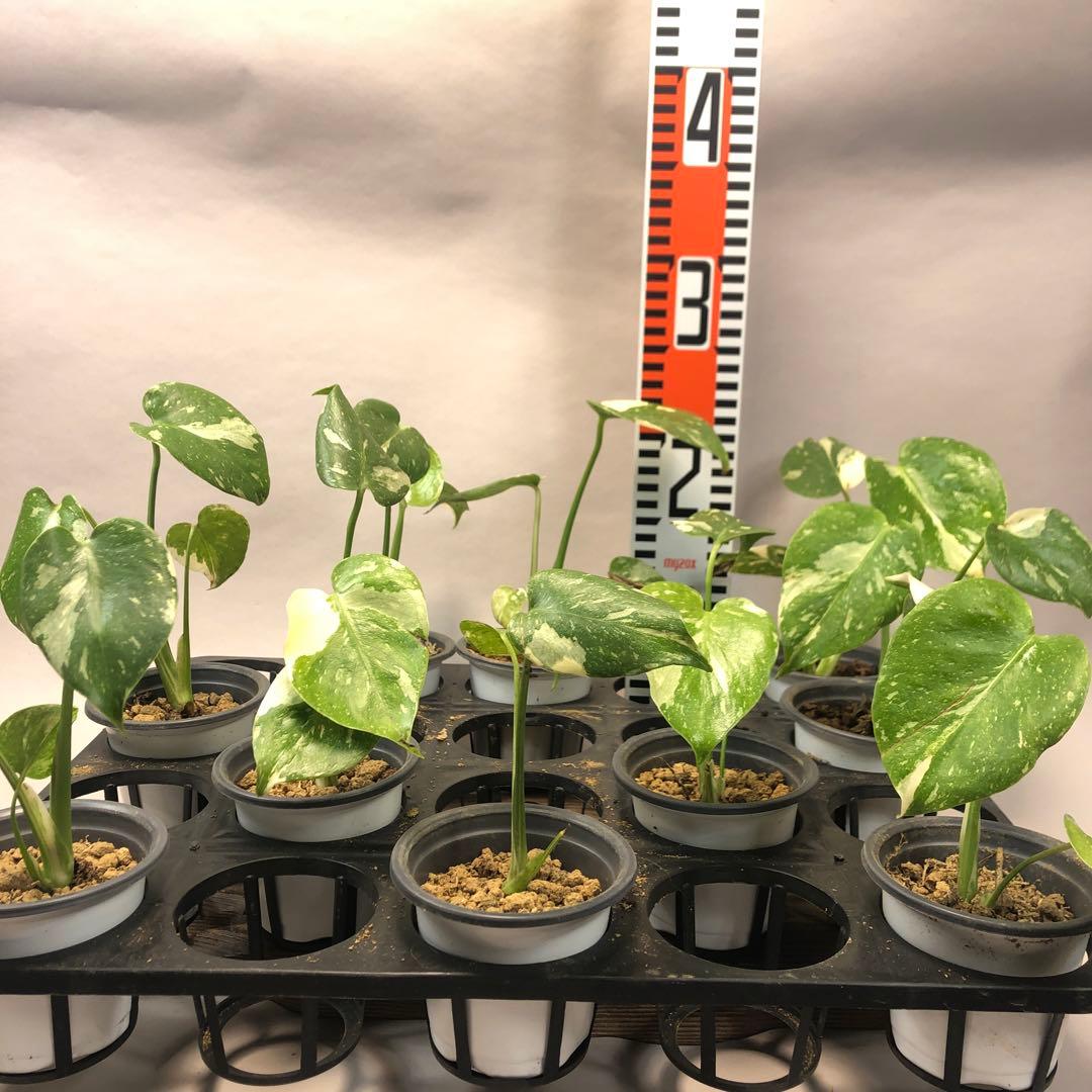 10株セットms59【特別選抜】モンステラ・タイコンステレーション 斑入り