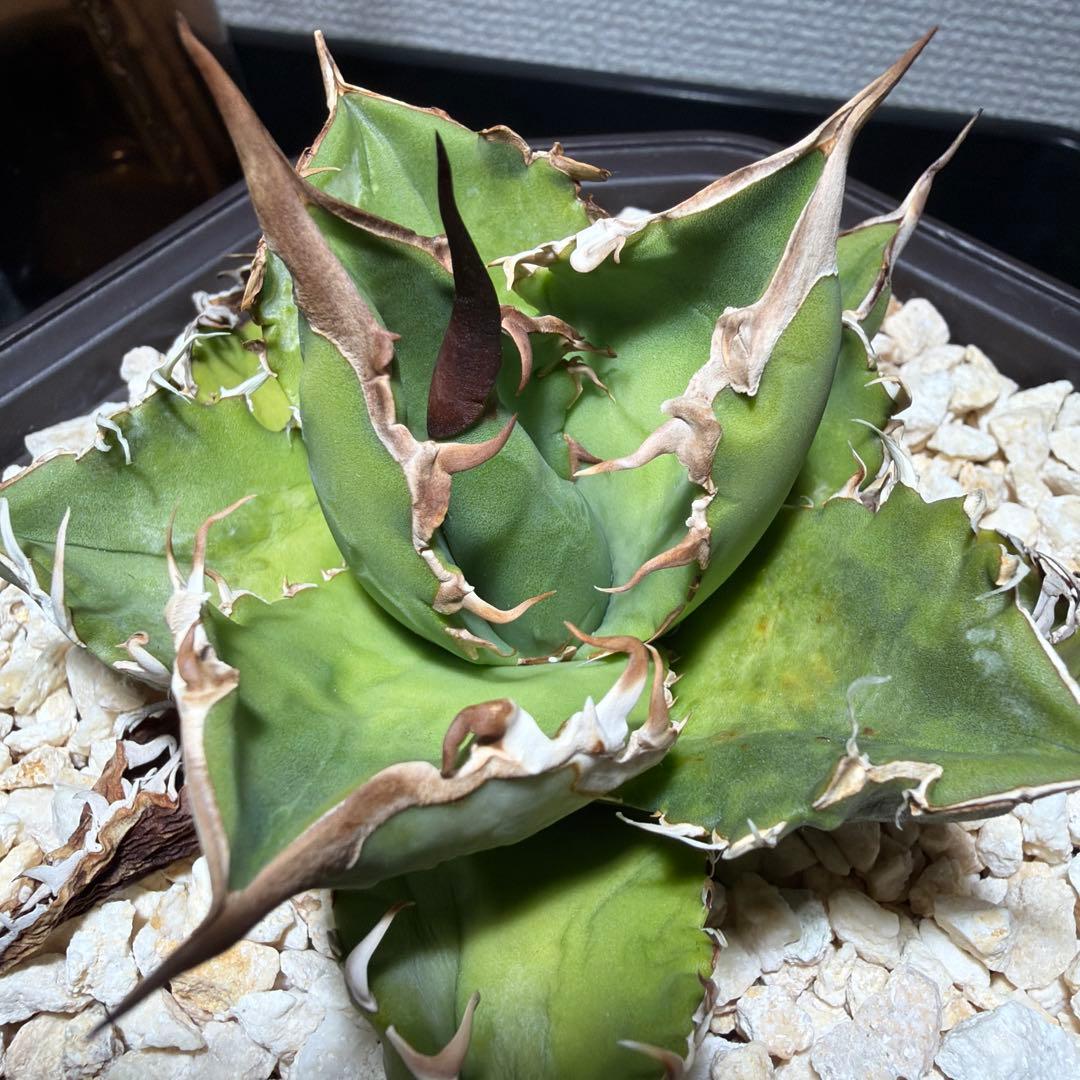 発根済 ケラリアピグマエア ベアルート株 ⑦