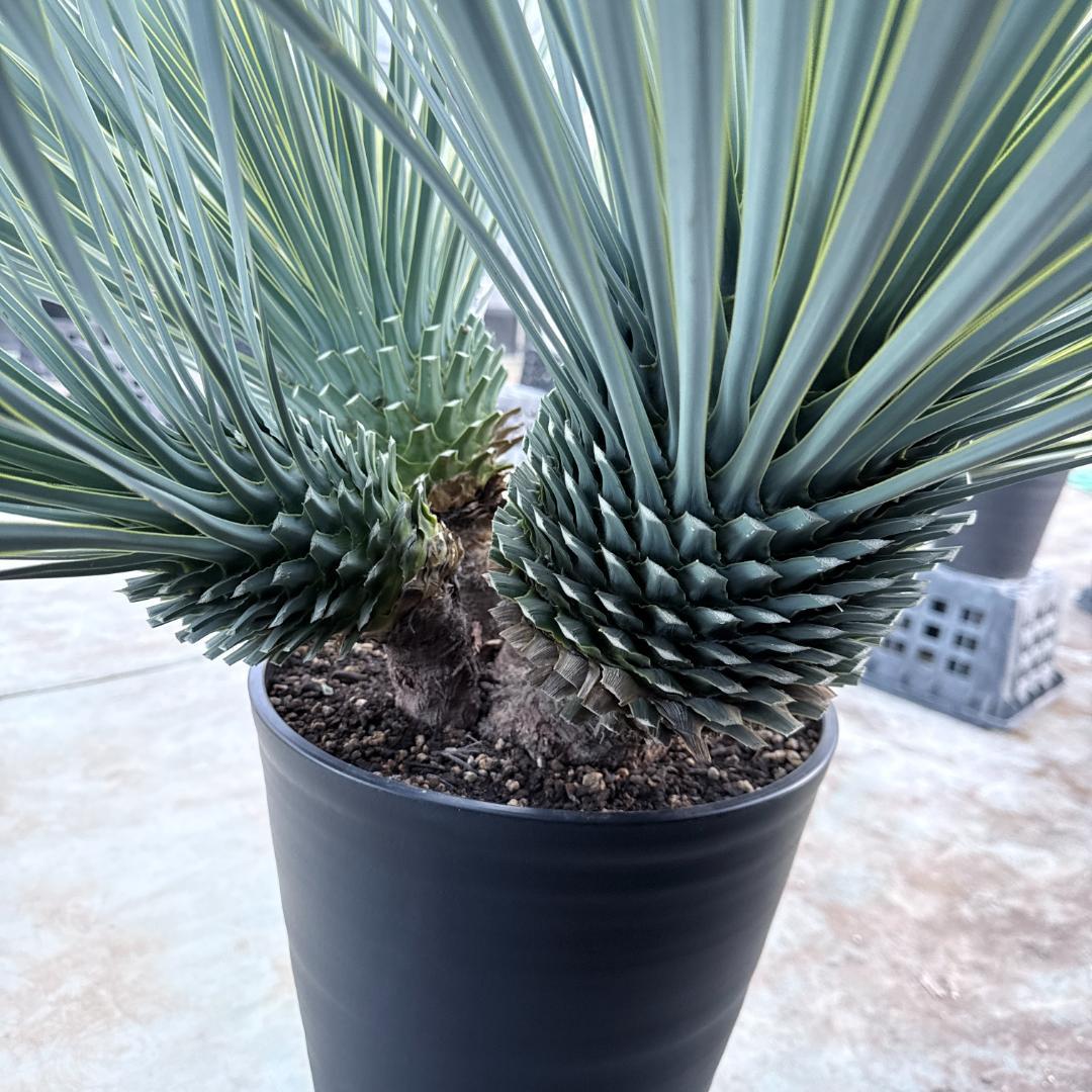 【AL1194】ユッカ　ロストラータ　超希少４分頭株