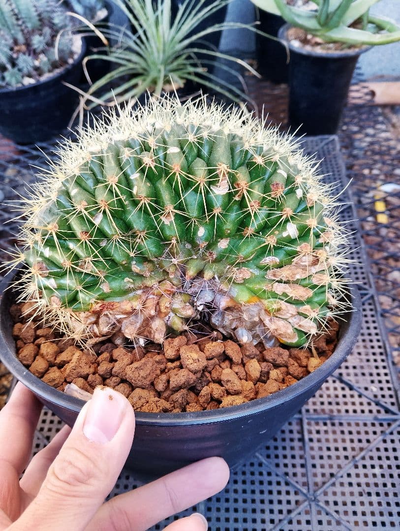 \"極上\"特大 サボテン 金鯱 綴化