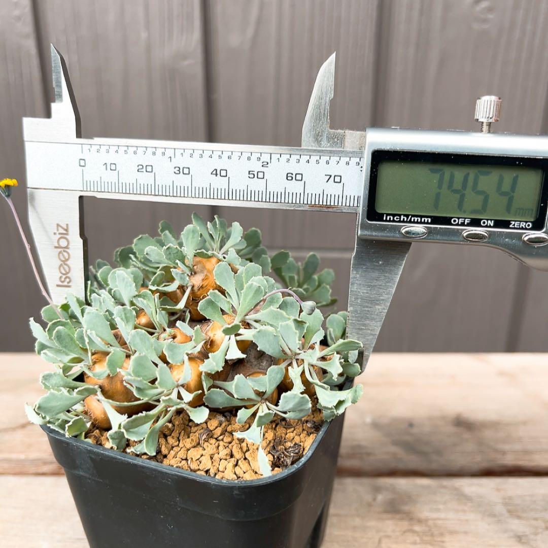 《やん坊まー坊》オトンナ カカリオイデス　現地球』極美特大株　発根済