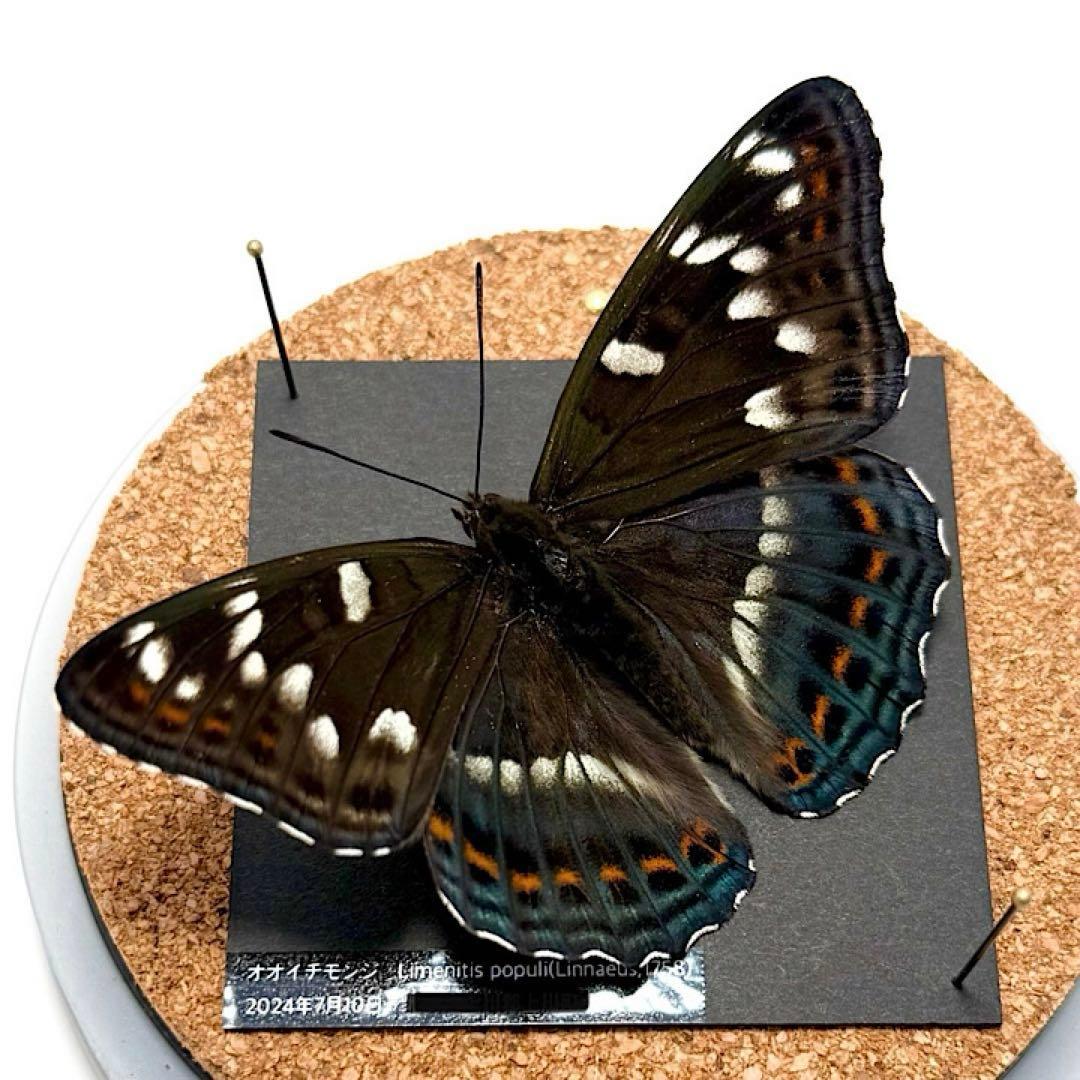 【立体標本】国産蝶　オオイチモンジ　ライブ標本 Breathing life into insects: The incredible art of making lifelike