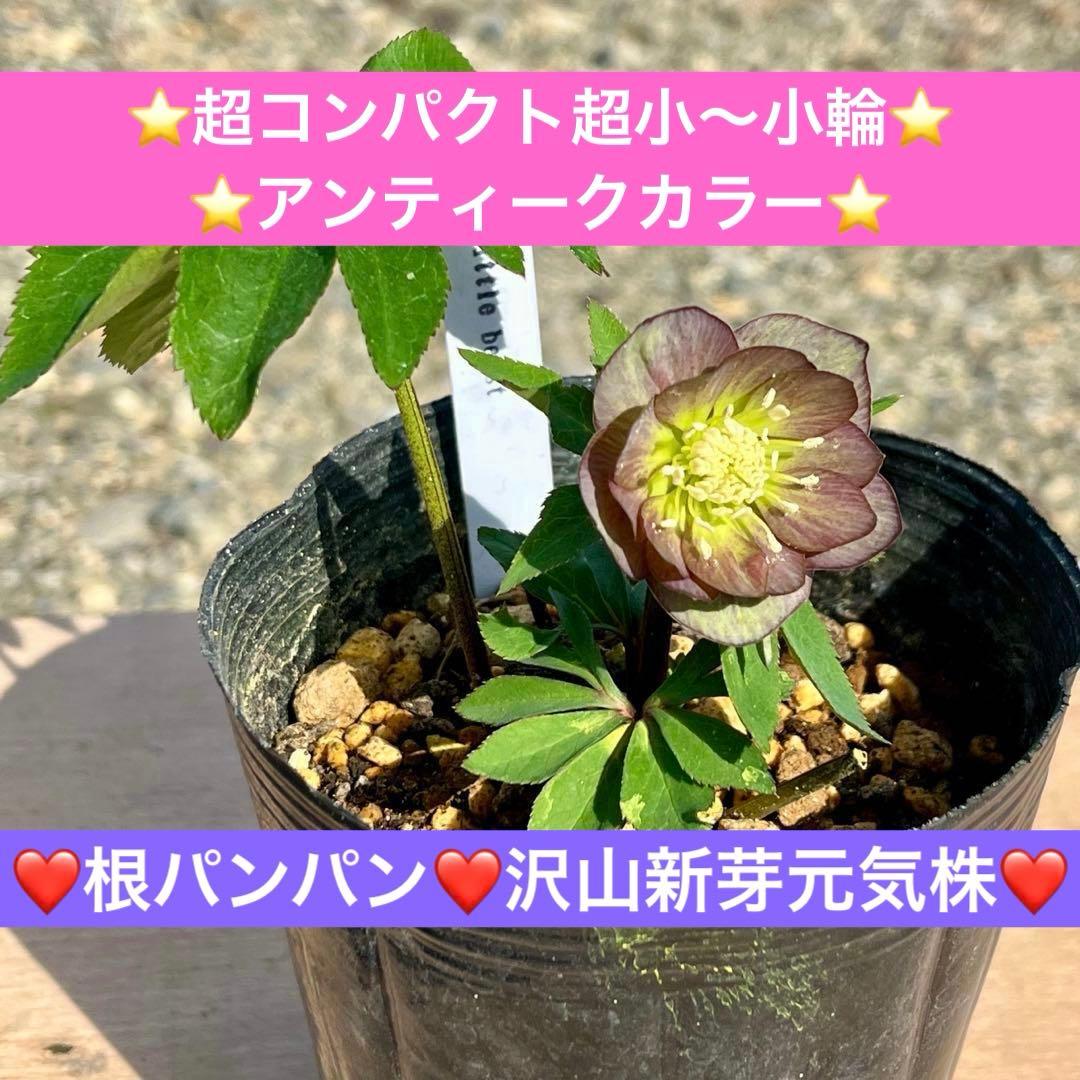 ラ*ク様 ❤️根パンパン❤️沢山新芽元気株❤️3271⭐️超コンパクト超小〜小輪 ふっきー【リダラーズ】 (@fukinodayo) / Posts / X