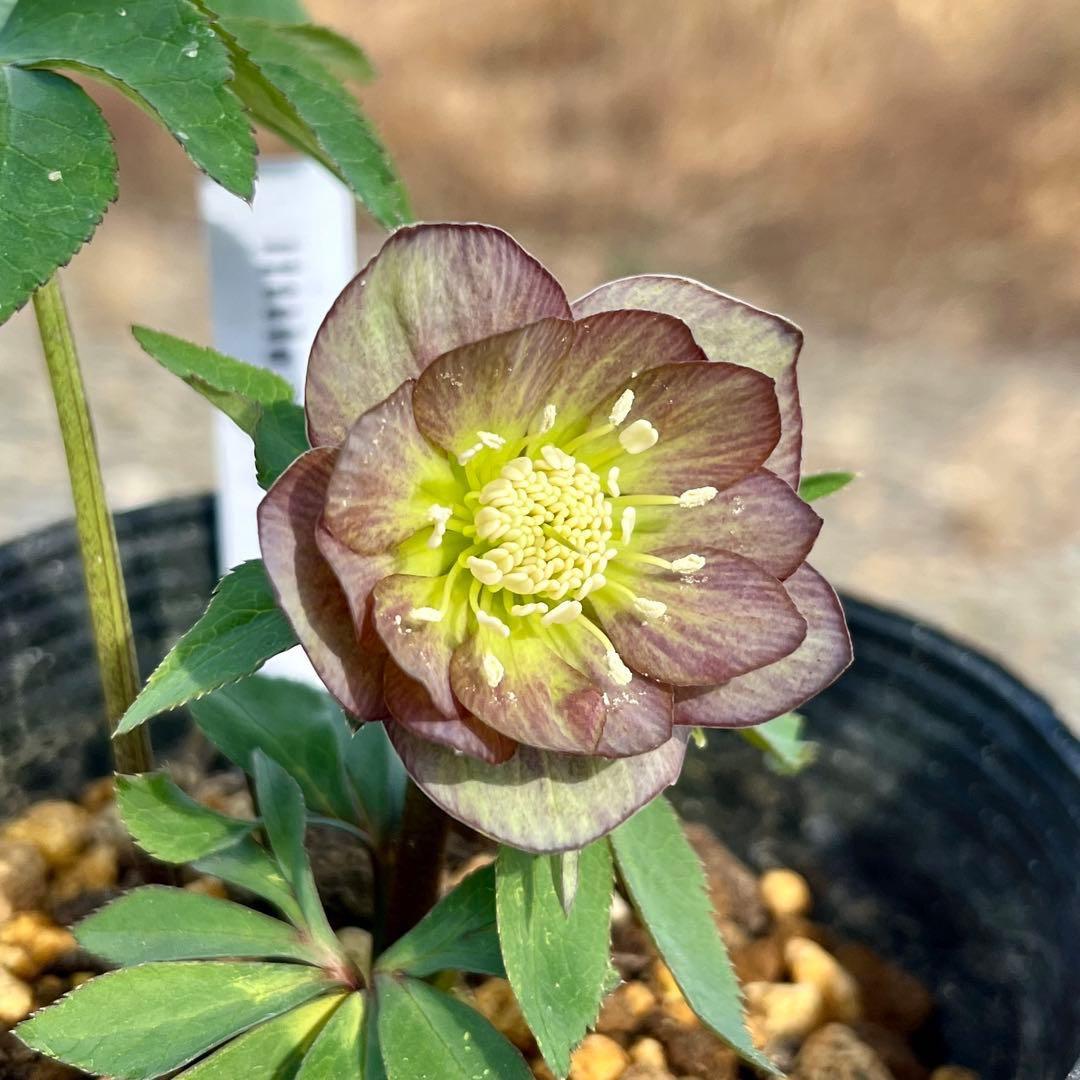 ラ*ク様 ❤️根パンパン❤️沢山新芽元気株❤️3271⭐️超コンパクト超小〜小輪