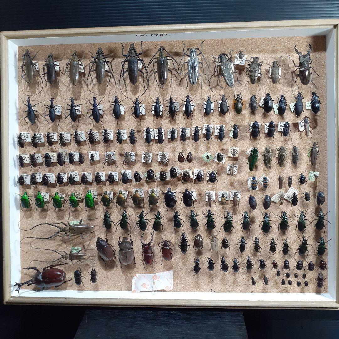 甲虫標本　カミキリムシ、オサムシほか66頭。大型ドイツ標本箱入り サイエンステクニカラー ドイツ箱 マグネットコレクション4 [2